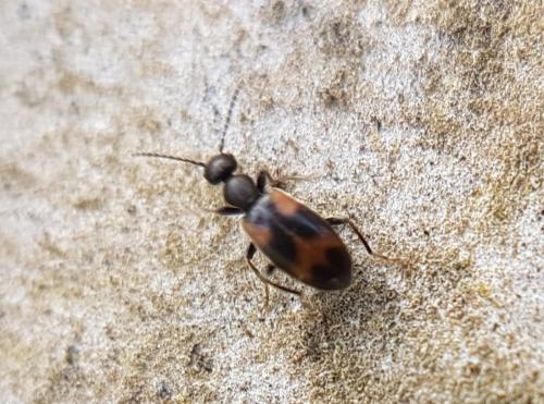 Réf. 222 908 : Anthicus sp.